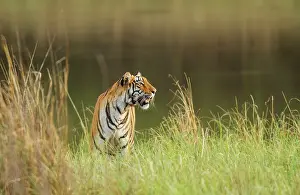 Master: 80184631 Royal Bengal Tiger Tadoba Andheri Tiger