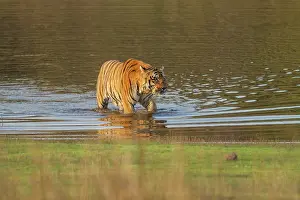 Master: 80184635 Royal Bengal Tiger - in lake Tadoba Andheri