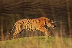 Master: 80184636 Royal Bengal Tiger Tadoba Andheri Tiger