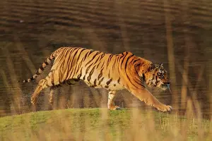 Master: 80184637 Royal Bengal Tiger Tadoba Andheri Tiger