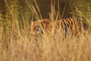 Master: 80184638 Royal Bengal Tiger Tadoba Andheri Tiger