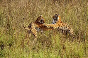 Master: 80184639 Royal Bengal Tiger - playfighting Tadoba