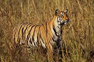 Tadoba: 80184640 Royal Bengal Tiger Tadoba Andheri Tiger