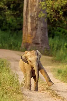 Indicus: 80184641 Indian / Asian Elephant - young playing