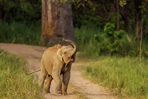 Indicus: 80184642 Indian / Asian Elephant - young playing