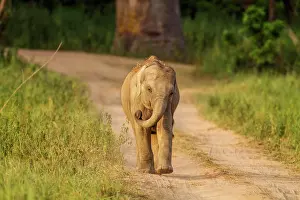 Indicus: 80184643 Indian / Asian Elephant - young playing