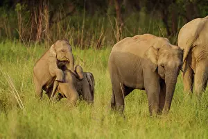 Indicus: 80184644 Indian / Asian Elephant - young playing