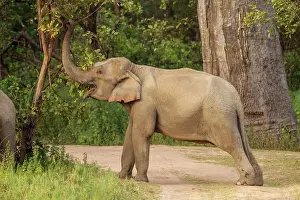 Pulling: 80184645 Indian / Asian Elephant - feeding Corbett