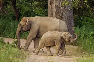 Indicus: 80184646 Indian / Asian Elephant - mother and young