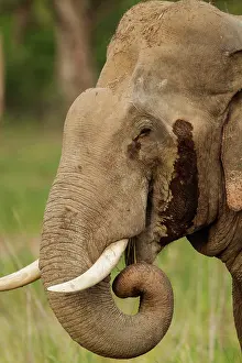 Indicus: 80184647 Indian / Asian Elephant - tusker in musth
