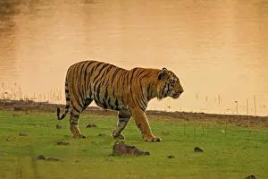 Master: 80184648 Royal Bengal Tiger, walking by the lake