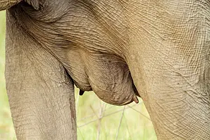 Breast: 80184649 Indian / Asian Elephant - up close Corbett