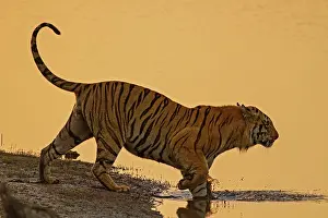 Master: 80184650 Royal Bengal Tiger - in lake Tadoba Andheri