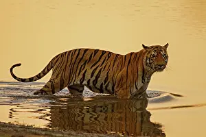Master: 80184651 Royal Bengal Tiger - in lake Tadoba Andheri