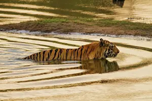 Master: 80184652 Royal Bengal Tiger - in lake Tadoba Andheri
