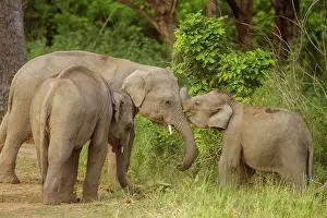 Indicus: 80184653 Indian / Asian Elephant - young playing