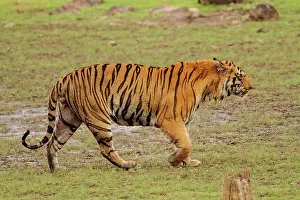 Master: 80184654 Royal Bengal Tiger Tadoba Andheri Tiger