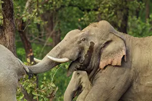 Indicus: 80184655 Indian / Asian Elephant - male tusker in