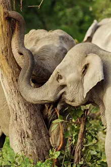 Indicus: 80184656 Indian / Asian Elephant - stripping bark