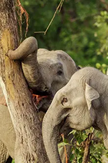 Indicus: 80184657 Indian / Asian Elephant - stripping bark