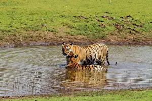Master: 80184658 Royal Bengal Tiger - in pond Tadoba Andheri