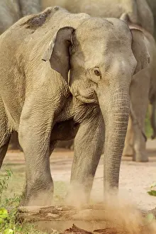Breaking: 80184659 Indian / Asian Elephant - breaking log