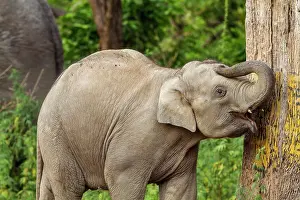 Indicus: 80184660 Indian / Asian Elephant - young Corbett
