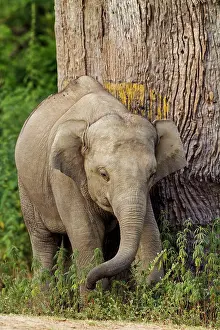 Indicus: 80184661 Indian / Asian Elephant - young Corbett
