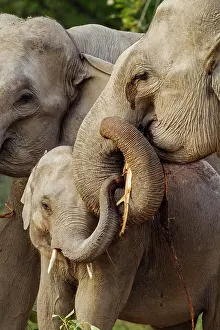 Indicus: 80184663 Indian / Asian Elephant - mother and young