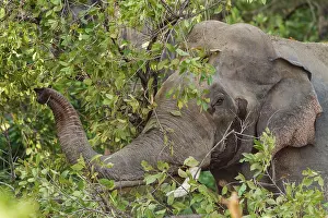 Indicus: 80184664 Indian / Asian Elephant - musth Corbett