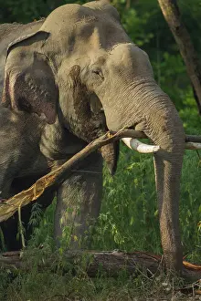 Breaking: 80184665 Indian / Asian Elephant - breaking the