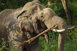 Breaking: 80184666 Indian / Asian Elephant - breaking the