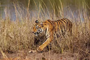Master: 80184668 Royal Bengal Tiger Tadoba Andheri Tiger