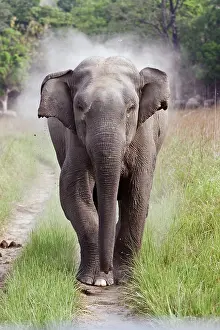 Indicus: 80184669 Indian / Asian Elephant Corbett National