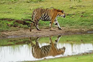 Royal: 80184670 Royal Bengal Tiger Tadoba Andheri Tiger