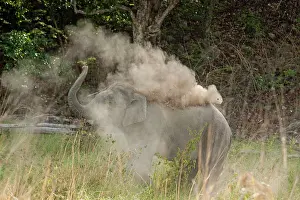 Indicus: 80184671 Indian / Asian Elephant - taking dust bath