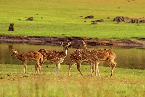Chital: 80184673 Spotted Deer - near water Tadoba Andheri