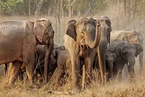 Raising: 80184674 Indian / Asian Elephant - herd raising