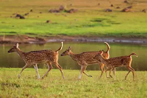 Raised: 80184675 Spotted Deer - near water Tadoba Andheri