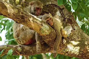 Picking: 80184676 Rhesus Monkeys - grooming Corbett National