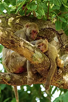Picking: 80184677 Rhesus Monkeys - grooming Corbett National