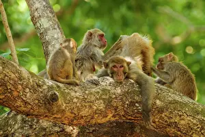 Picking: 80184678 Rhesus Monkeys - grooming Corbett National