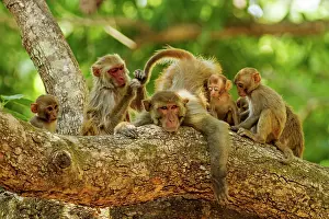 Picking: 80184679 Rhesus Monkeys - grooming Corbett National