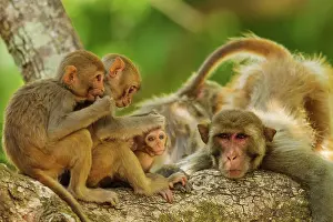 Picking: 80184680 Rhesus Monkeys - grooming Corbett National