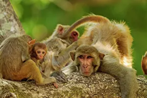 Picking: 80184681 Rhesus Monkeys - grooming Corbett National
