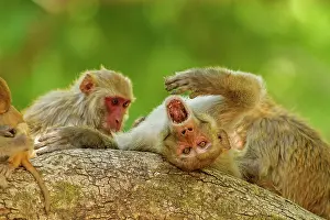 Picking: 80184682 Rhesus Monkeys - grooming Corbett National