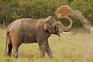 Indicus: 80184683 Indian / Asian Elephant - in musth taking