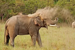 Indicus: 80184684 Indian / Asian Elephant - in musth taking