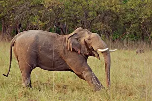 Indicus: 80184685 Indian / Asian Elephant - stretching Corbett