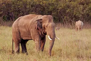 Indicus: 80184686 Indian / Asian Elephant - tusker Corbett